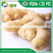 10kg  PVC   Box  Fresh Ginger