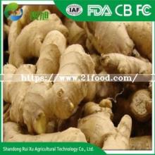 Chinese Air Dry Dried Fresh Ginger