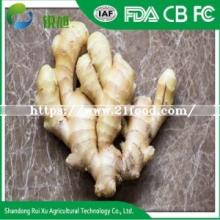 Super Quality Fresh Old Ginger for Oil Extracting From Vietnam