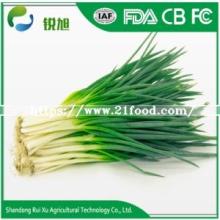 Chinese Fresh Green Onion with Best Price