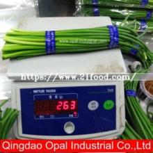 Wholesale Garlic Shoot