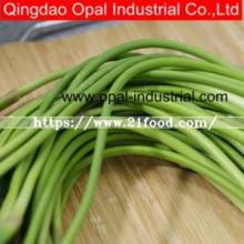 Distributor for Garlic Shoot