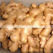 Professional Good Supplier of Ginger
