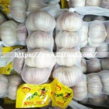Fresh Red Garlic with Good Quality