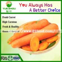 2019  Fresh   Carrot   New   Crop  Corrot From China with Cheap Price