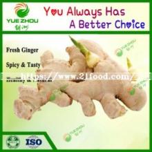 Varieties of Ginger Fresh Ginger Price in China