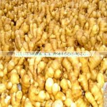 Chinese Shandong Anqiu Products Fresh Fat Air-Dried  Dry   Ginger   Buyer 