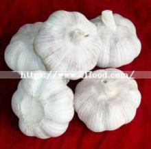 New Crop Fresh  Garlic  Pure White  Garlic   From   China 