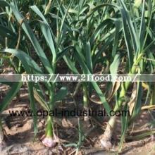  Garlic  Stem for Red  Garlic 