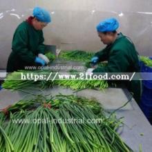 Garlic Stem for Fresh Vegetable