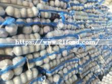 2018 New Crop Chinese Fresh Garlic