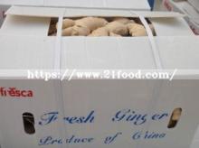Shandong Fresh Organic Dry Big Ginger for Turkey