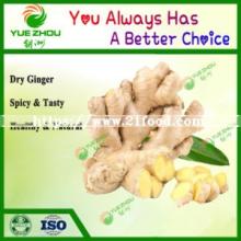 Fresh Dried Semi Dry or Full Dry Ginger From China