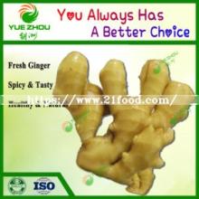 Top Sale Fresh Ginger with Mesh Bag 100/150/200g