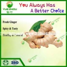 Shandong Top Quality Specification Fresh Ginger for Hot Sale