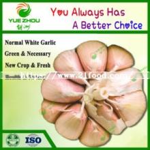 Popular Cheaper Organic New Crop White Garlic From China