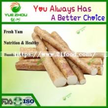 2019 Wholesale Chinese Fresh Yam with Top Quality