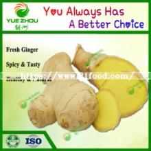 Supply Top Selling Fat/Thin Fresh Ginger with Good Quality