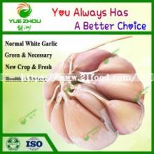 Shandong Garlics New Crop Normal White Garlic with Price