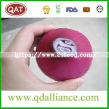Fresh Peeled Purple White Onion with vacuum Packing