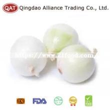 Top Quality New Crop Fresh White Onion