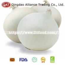 2019 New Crop Peeled White Onion