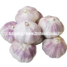 New Crop Fresh Garlic Purple Skin