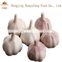 2019 China/Chinese Best Fresh Natural Garlic-Hot Sales