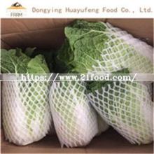 High Quality Bulk Fresh Chinese Cabbage