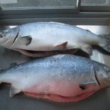 Fresh &  Frozen   Norwegian   Salmon  Head On / Gutted ( Salmon  salar)