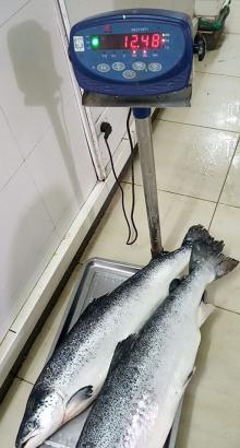 High Quality Fresh / Frozen Atlantic Salmon Fish