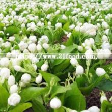 China Pure Jasmine Pearl Dragon Tea