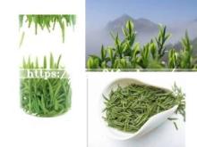 Organic Mountain Green Tea " Tongcheng Flower"