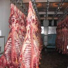 Halal Frozen Beef