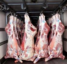 Frozen Beef Carcass