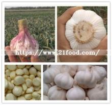 Farm Garlic Supplier, Peeled Frozen Garlic