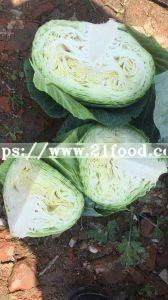 Fresh White/Green/Beijing Cabbage
