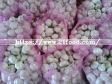 4.5and 5 Cm Fresh Garlic