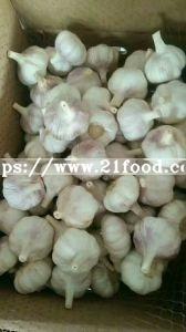Normal White Garlic