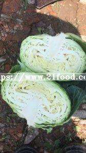Best Price Chinese Mesh Bag Carton Fresh Long Green White Cabbage