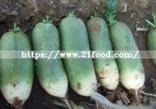 New Crop Fresh White/Green Radish