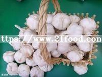 Good Quality Garlic