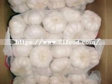 Pure White Garlic for MID-East Market
