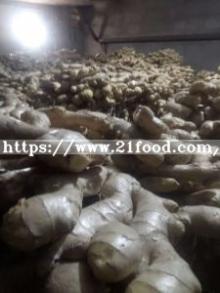 Supply Export Level Air Dried  Ginger ,  Fresh   China   Ginger 