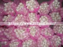 Pure White Garlic