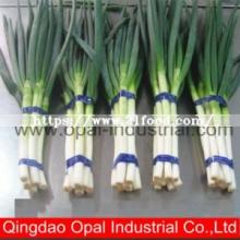 Wholesale Chinese Green Onion