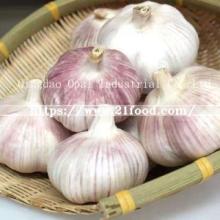 10kg 20kg Mesh Bag Normal Pure White Fresh Garlic From China