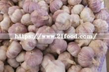 New Crop Purple White Garlic (6.5cm&up)