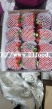 Grade a Red/Yellow/Green Fresh Pepper in Carton for LCL Container