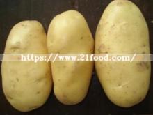 2019  New   Crop  Big Quantity Store Fresh  Holland   Potato 